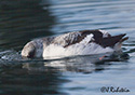 Cepphus columba